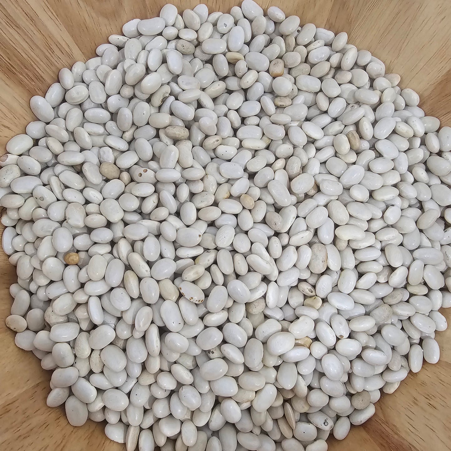 Frijol Blanco - 2libras por $15.00